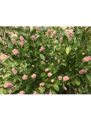 Summersweet, Clethra alnifolia 'Ruby Spice' 5G