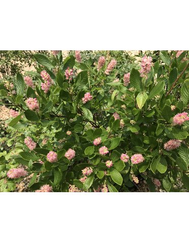 Summersweet, Clethra alnifolia 'Ruby Spice' 5G