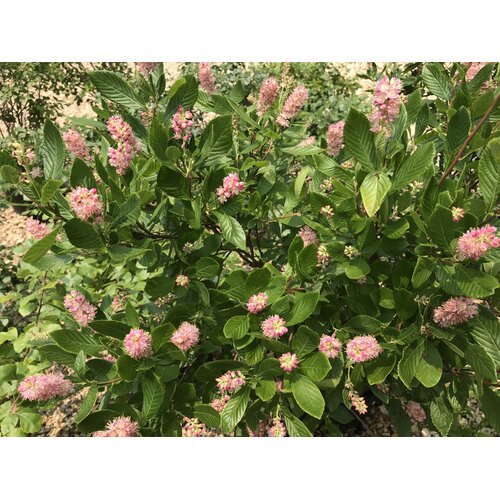 Summersweet, Clethra alnifolia 'Ruby Spice' 5G