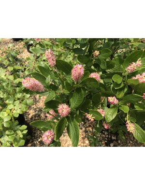 Ruby Spice Summersweet #3 -- Clethra alnifolia 'Ruby Spice'