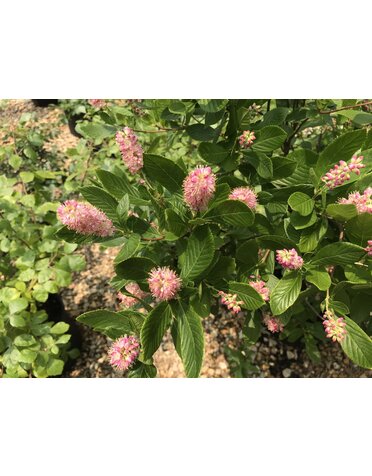 Summersweet, Clethra alnifolia 'Ruby Spice' 3G