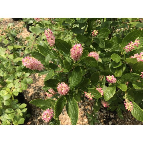 Summersweet, Clethra alnifolia 'Ruby Spice' 3G