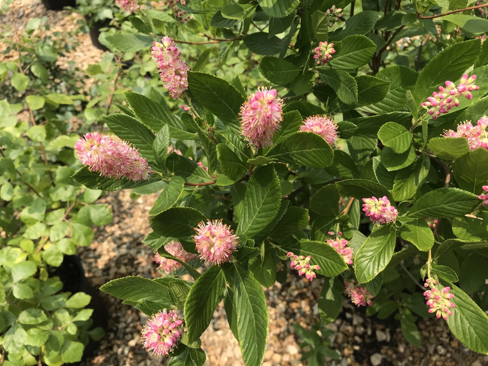 Summersweet, Clethra alnifolia 'Ruby Spice' 3G