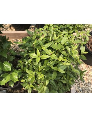 Viburnum, Viburnum tinus 'Spring Bouquet' 3G