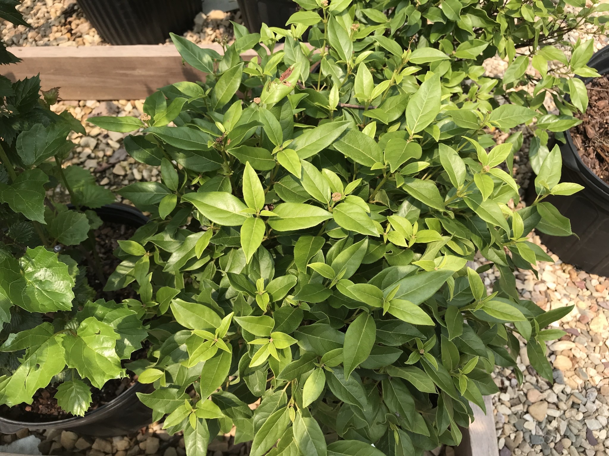 Viburnum, Viburnum tinus 'Spring Bouquet' 3G