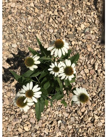 Coneflower, Echinacea purpurea 'PowWow® White' 1G