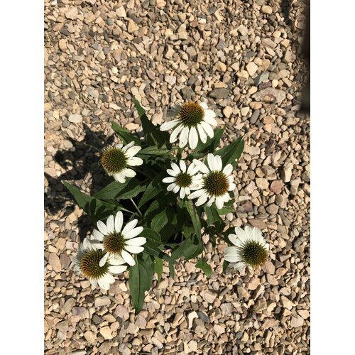 Coneflower, Echinacea purpurea 'PowWowÂ® White' 1G