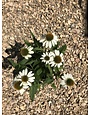 Coneflower, Echinacea purpurea 'PowWow® White' 1G
