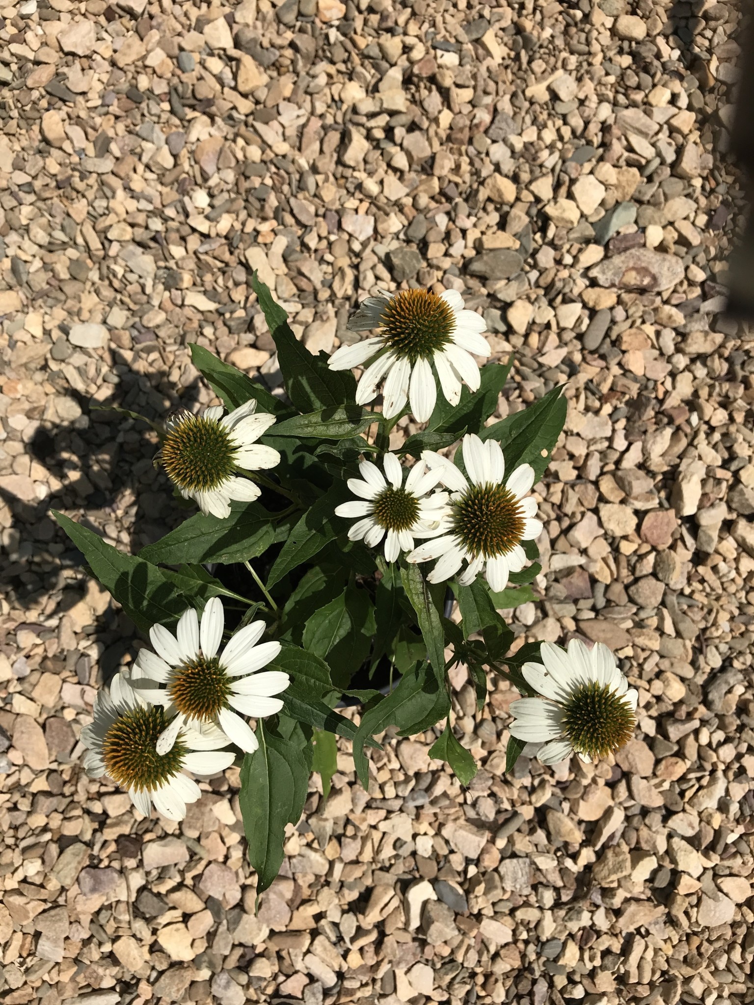 Coneflower, Echinacea purpurea 'PowWow® White' 1G