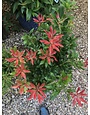 Andromeda, Pieris japonica 'Mountain Fire' 3G