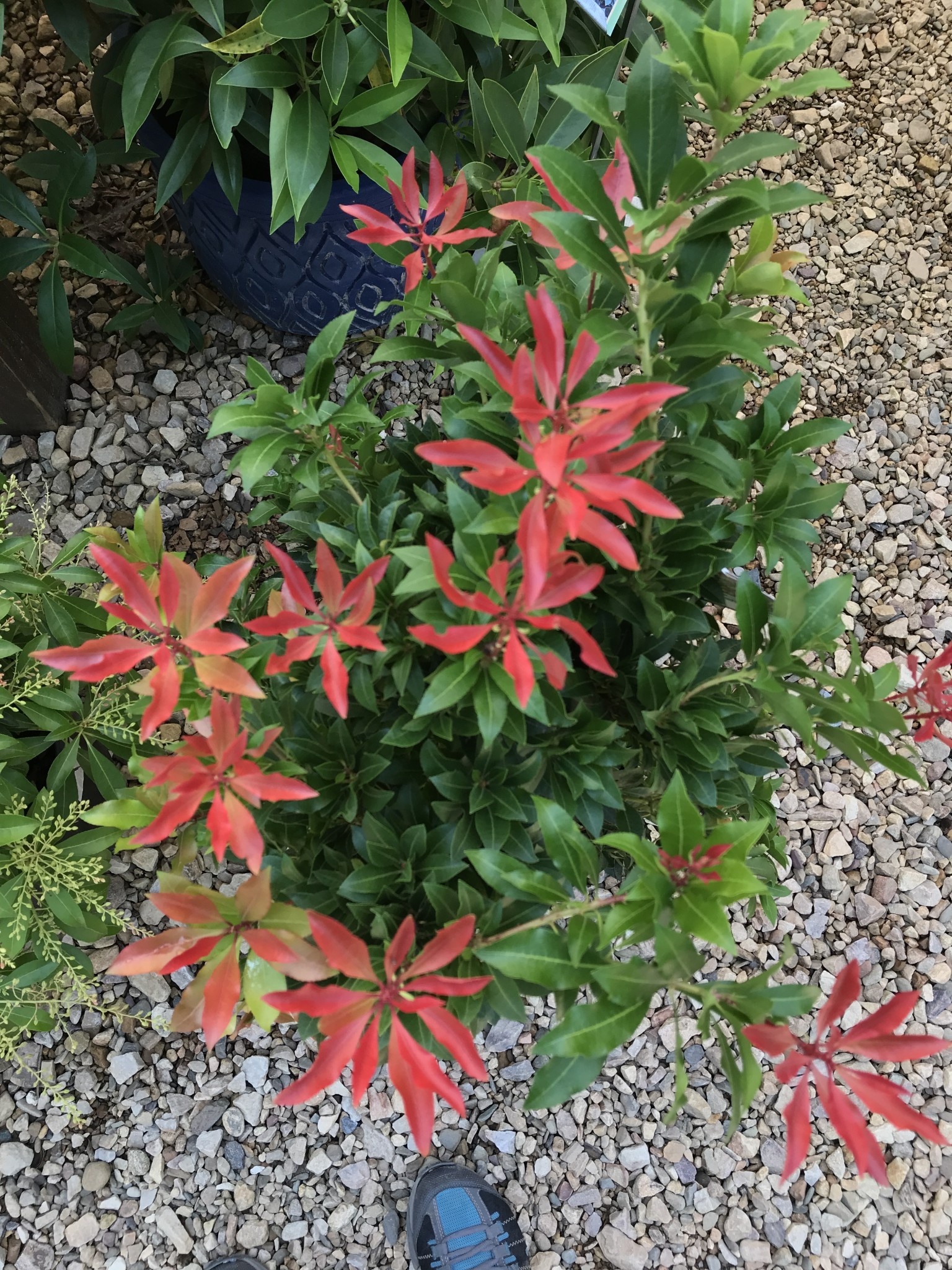 Andromeda, Pieris japonica 'Mountain Fire' 3G