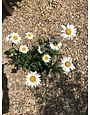 Shasta Daisy, Leucanthemum x superbum 'Becky' 1G