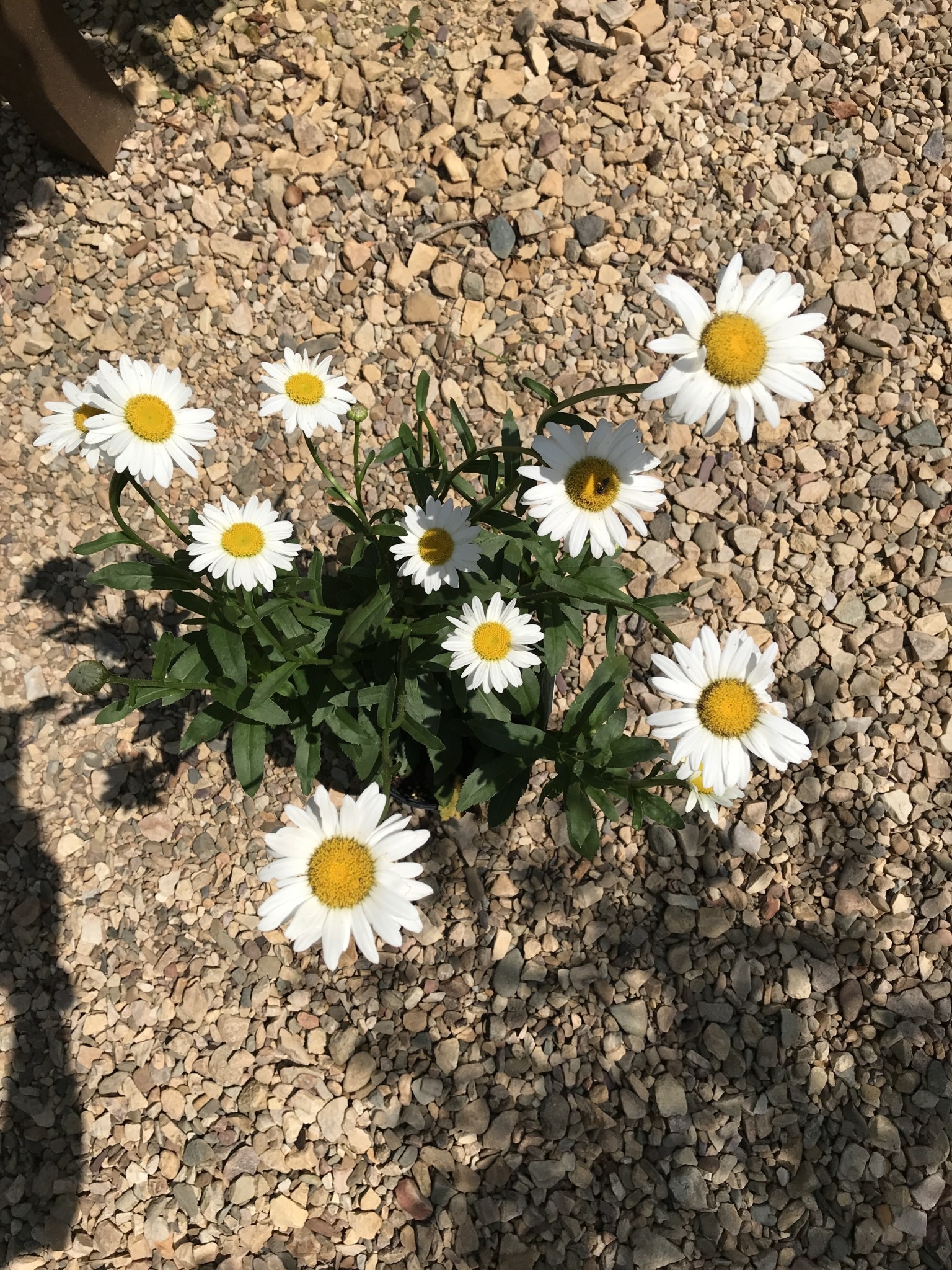 Shasta Daisy, Leucanthemum x superbum 'Becky' 1G