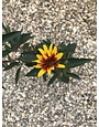 False Sunflower, Heliopsis helianthoides var. scabra 'Burning Hearts' 1G
