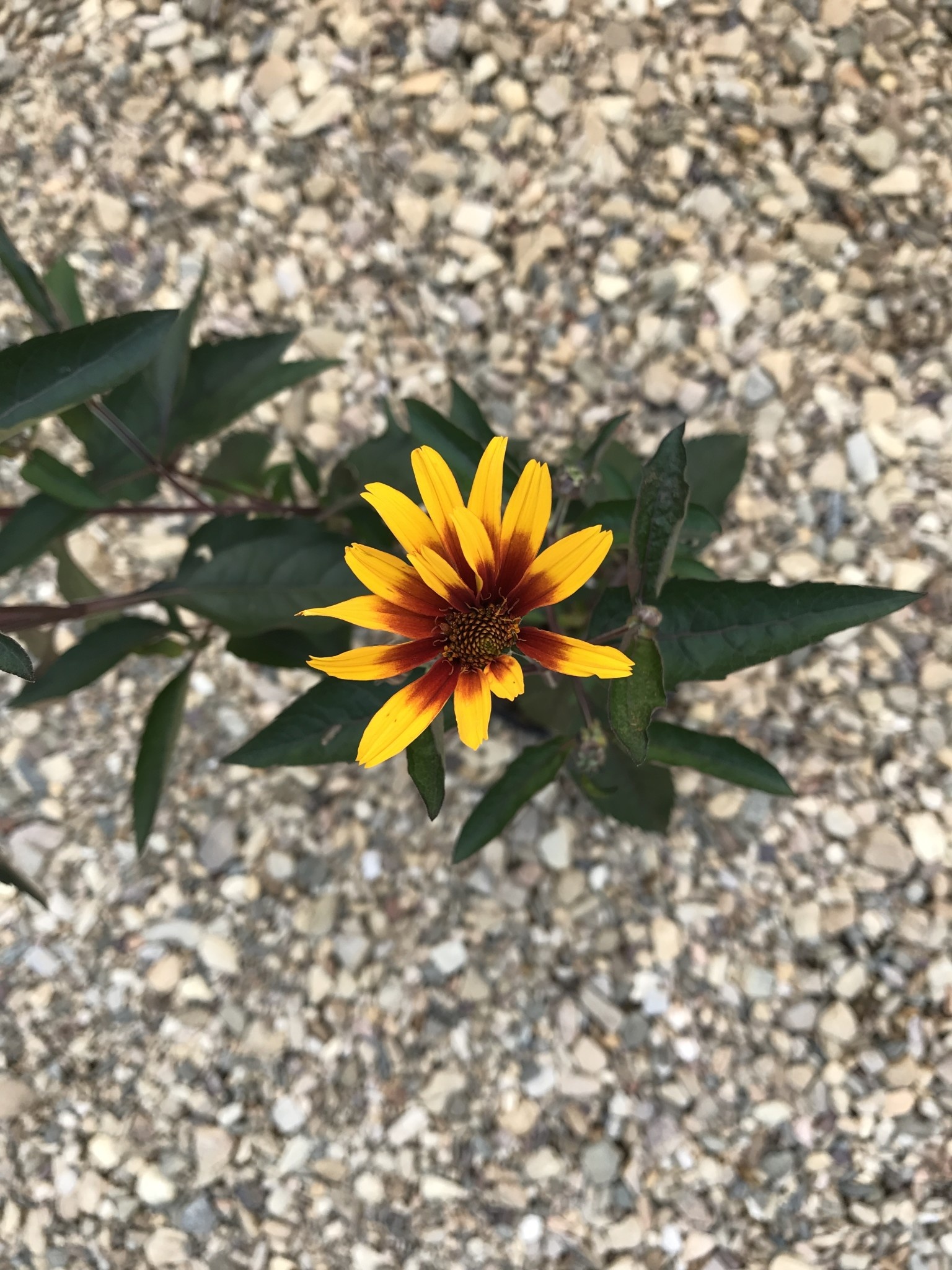 False Sunflower, Heliopsis helianthoides var. scabra 'Burning Hearts' 1G