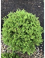 Boxwood, 'Golden Dream', Buxus macrophylla, 18x21"W