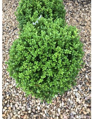 Boxwood, NewGen Freedom, Buxus NewGen Freedom 18-21"