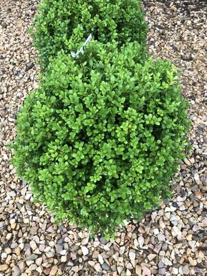 Boxwood, Buxus 'SB300' NewGen FreedomÂ® 18-21"