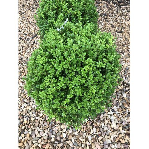 Boxwood, Buxus 'SB300' NewGen FreedomÂ® 18-21"