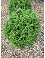 Boxwood, Buxus 'SB300' NewGen Freedom® 18-21"