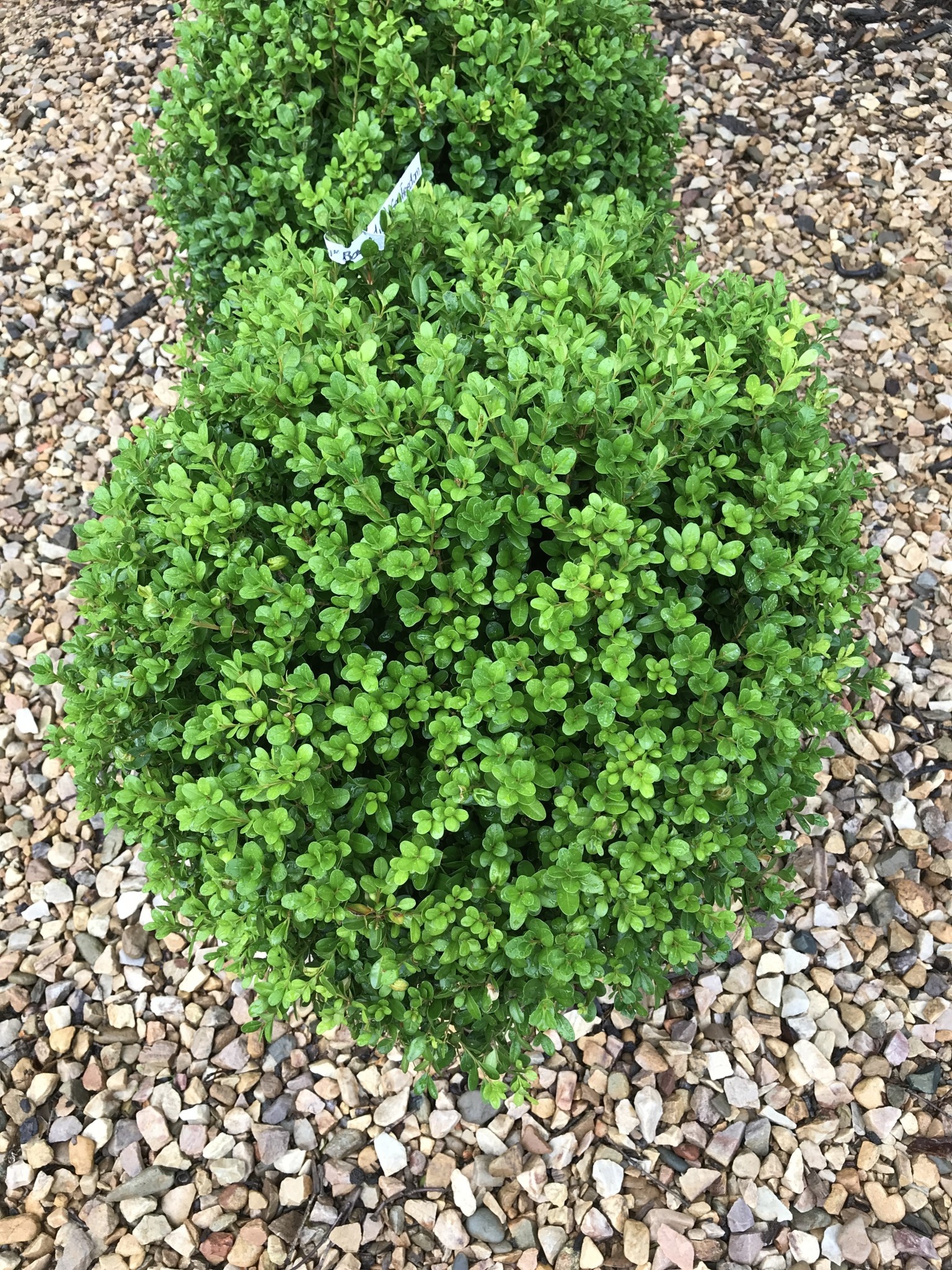 Boxwood, Buxus 'SB300' NewGen Freedom® 18-21"