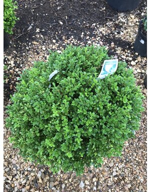 Boxwood, NewGen Independence, 18x21"
