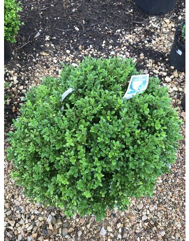 Boxwood, NewGen Independence, Buxus, 18x21"