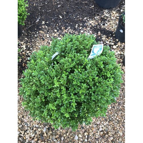 Boxwood, Buxus 'SB108' NewGen IndependenceÂ® 18-21"