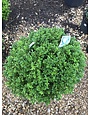 Boxwood, Buxus 'SB108' NewGen Independence® 18-21"