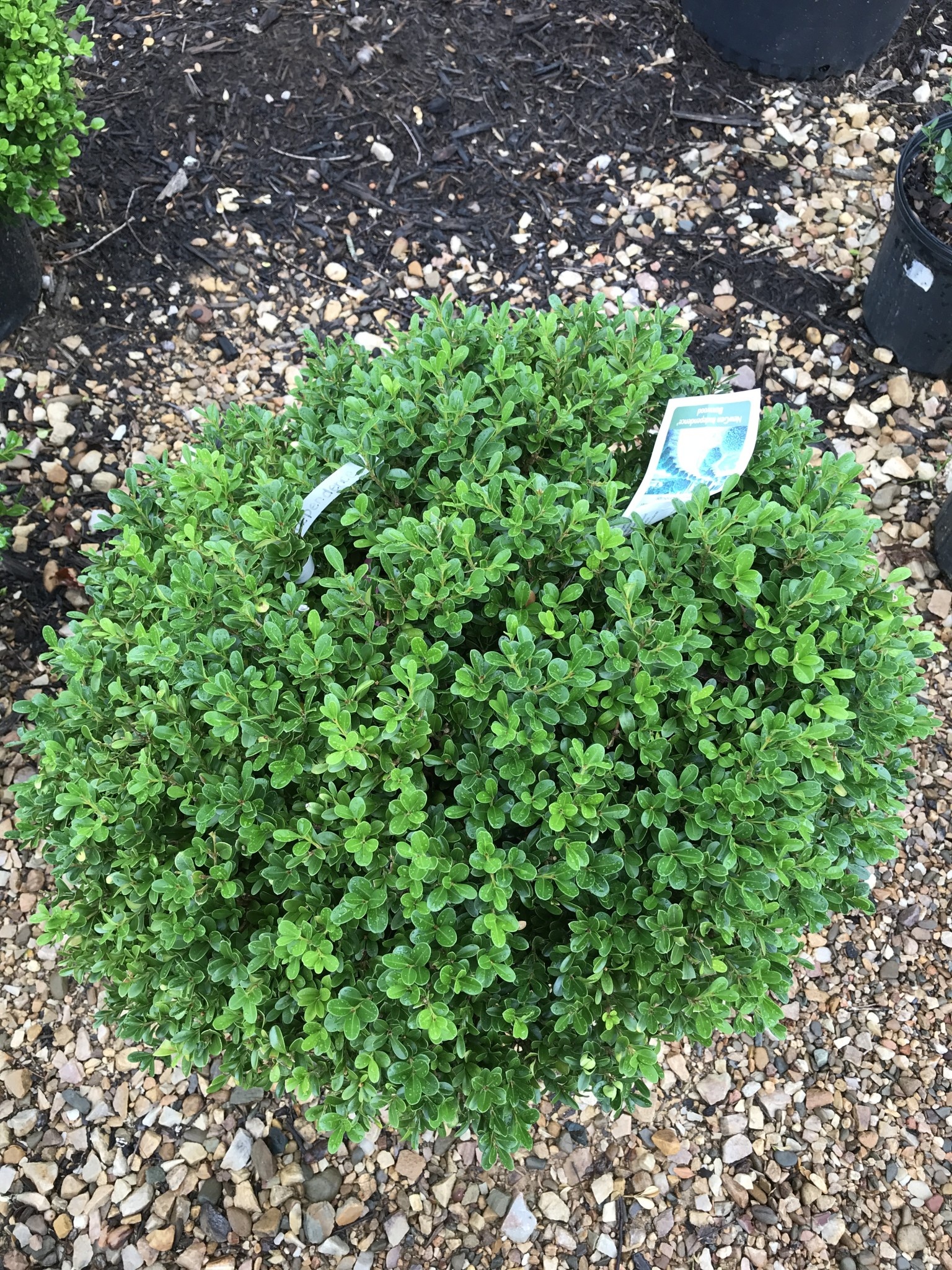 Boxwood, Buxus 'SB108' NewGen Independence® 18-21"