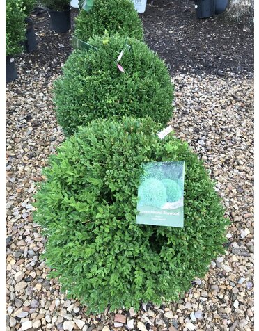 'Green Mound' Boxwood