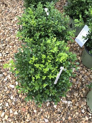 New Gen Independence Boxwood