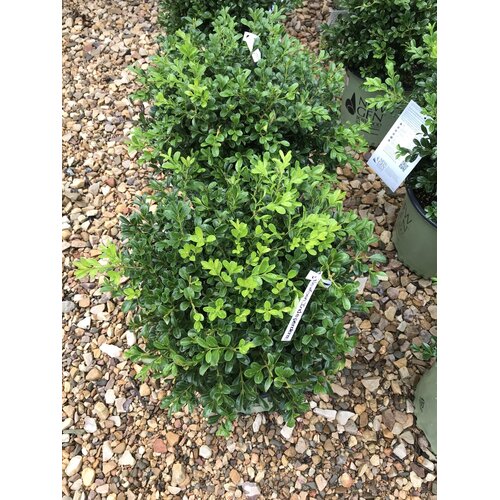 New Gen Independence Boxwood