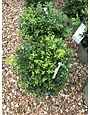 New Gen Independence Boxwood