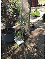 Proven Winner Clematis, Clematis x 'Krakowiak' Pink Mink® 3G