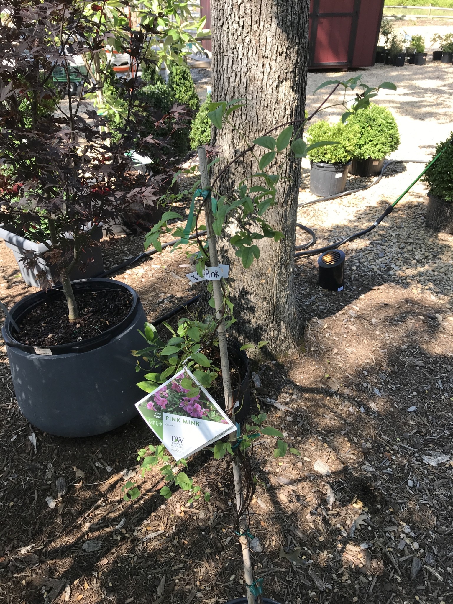 Proven Winner Clematis, Clematis x 'Krakowiak' Pink Mink® 3G