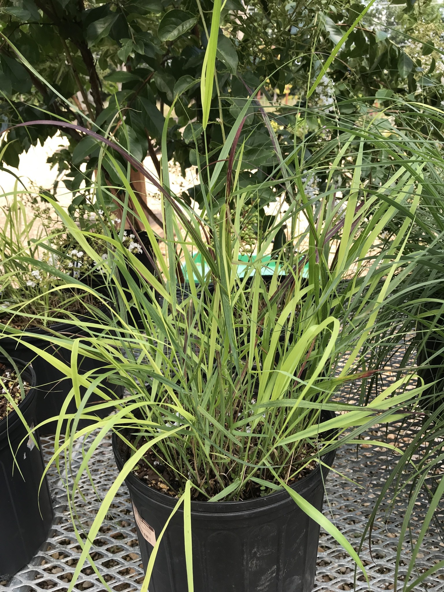 Shenandoah Red Switch Grass #3 -- Panicum virgatum 'Shenandoah'