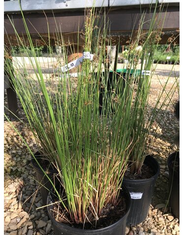 Soft Rush (Common Rush) Grass Juncus Effusus 3G