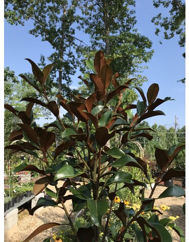 Magnolia, Southern Magnolia, Bracken's Brown 4' 15G