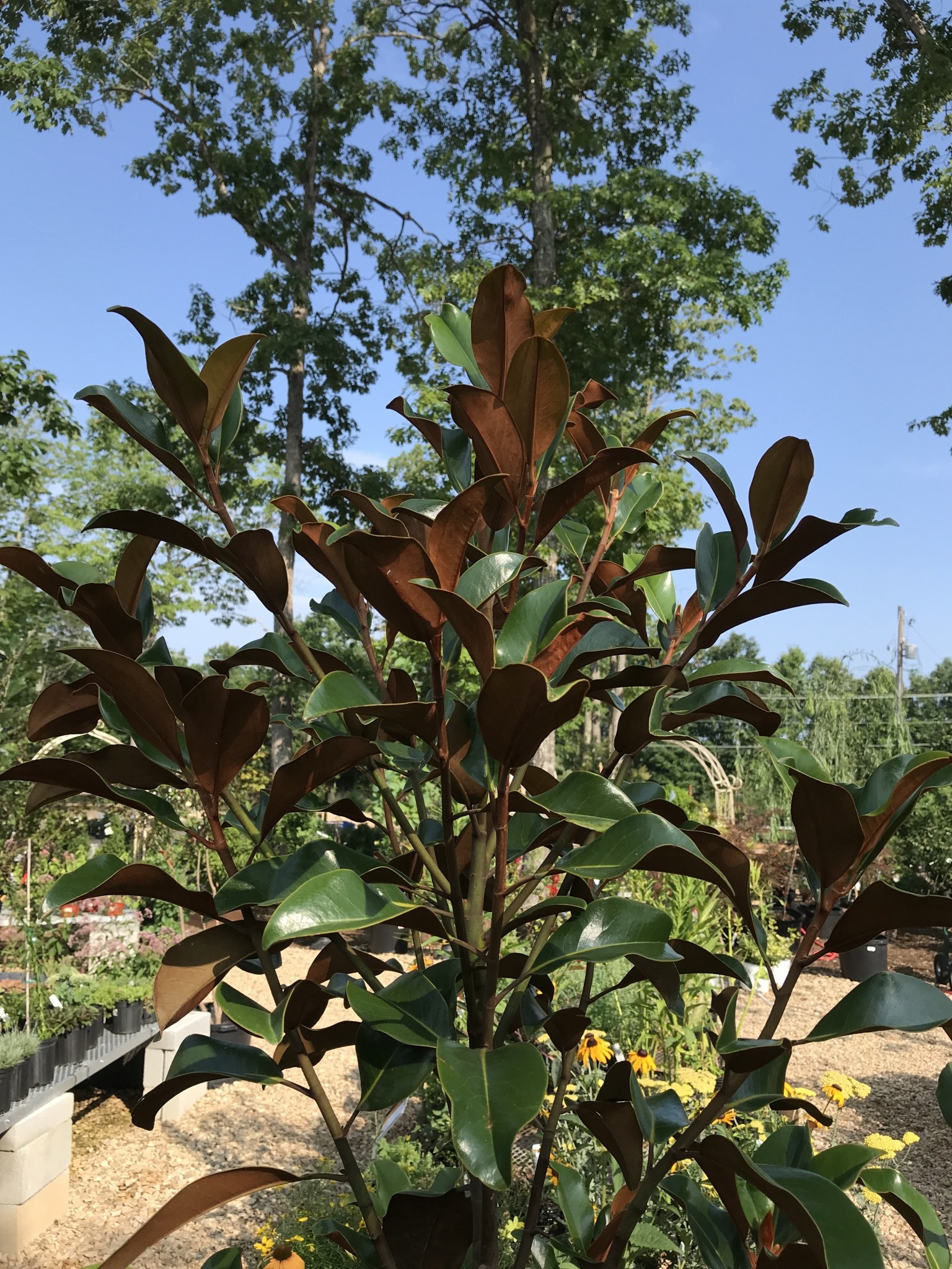 Magnolia, Southern Magnolia, Bracken's Brown 4' 15G