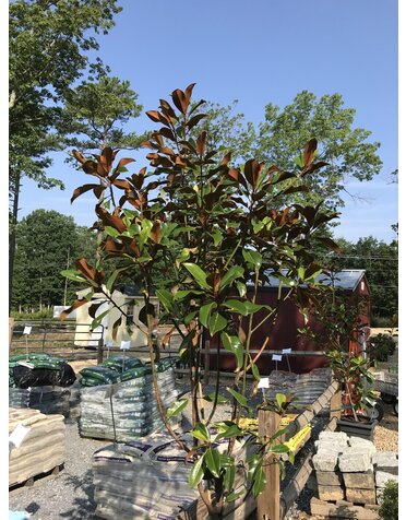 Magnolia grandiflora 'Bracken's Brown Beauty'  15G NATIVE