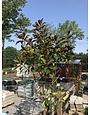 Magnolia grandiflora 'Bracken's Brown Beauty' PP5520 15G NATIVE