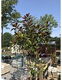 Magnolia, Magnolia grandiflora 'Bracken's Brown Beauty' 15G NATIVE
