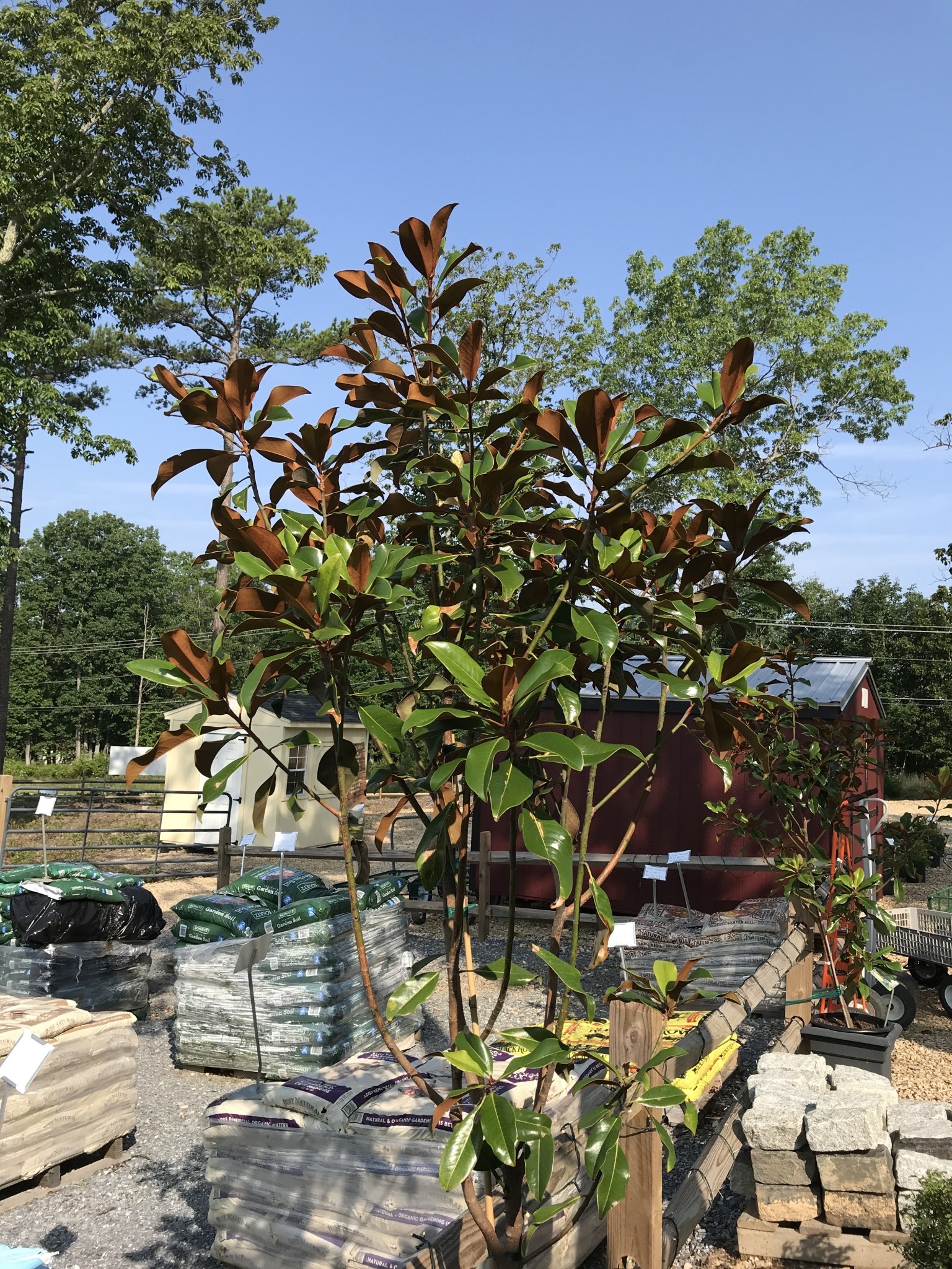 Magnolia grandiflora 'Bracken's Brown Beauty'  15G NATIVE