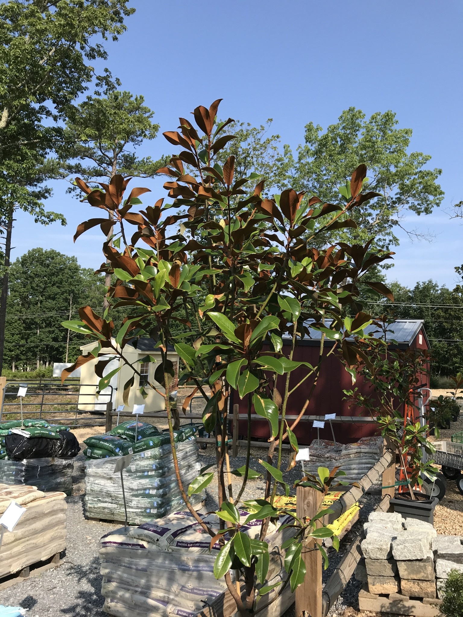 Magnolia grandiflora 'Bracken's Brown Beauty' PP5520 15G NATIVE