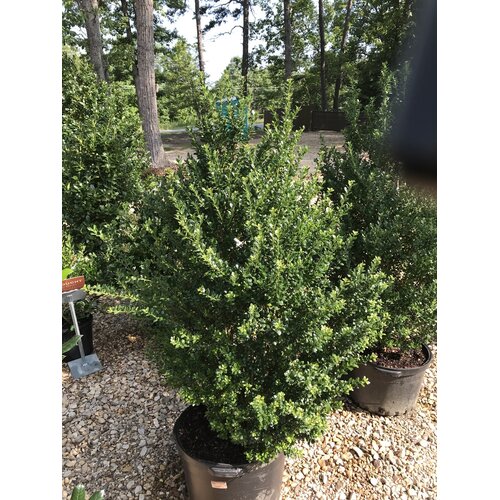Holly, Ilex crenata 'Steeds' 10G