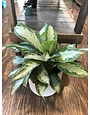 Aglaonema, Aglaonema commutatum 'Silver Bay' 6"