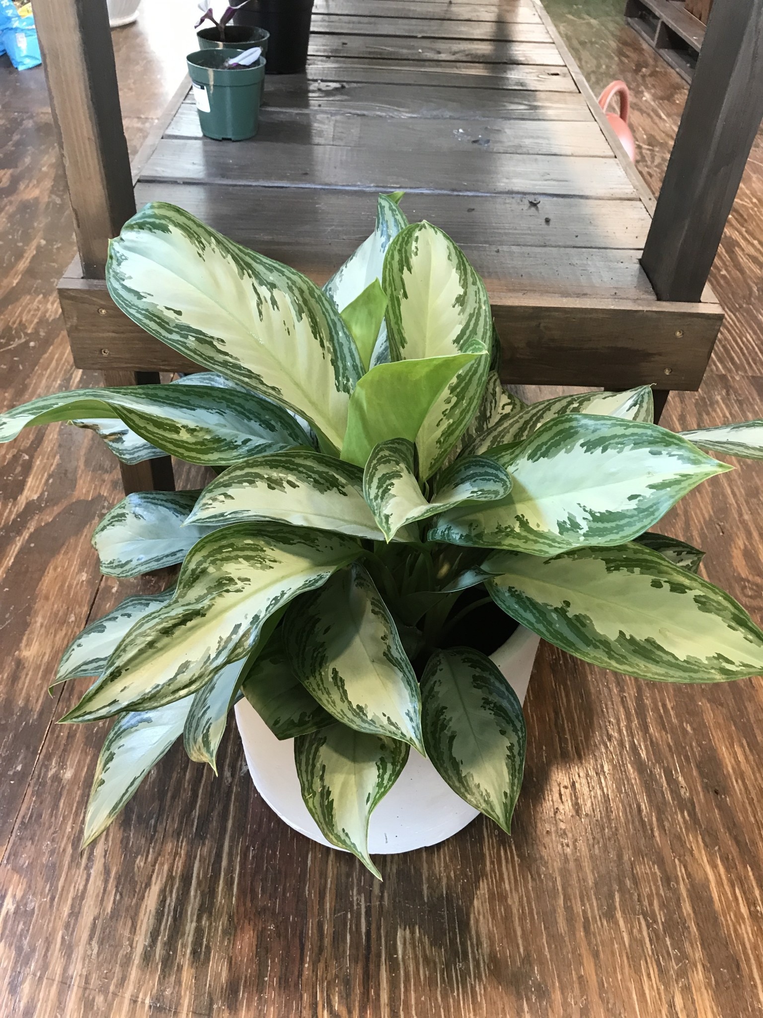 Aglaonema, Aglaonema commutatum 'Silver Bay' 6"
