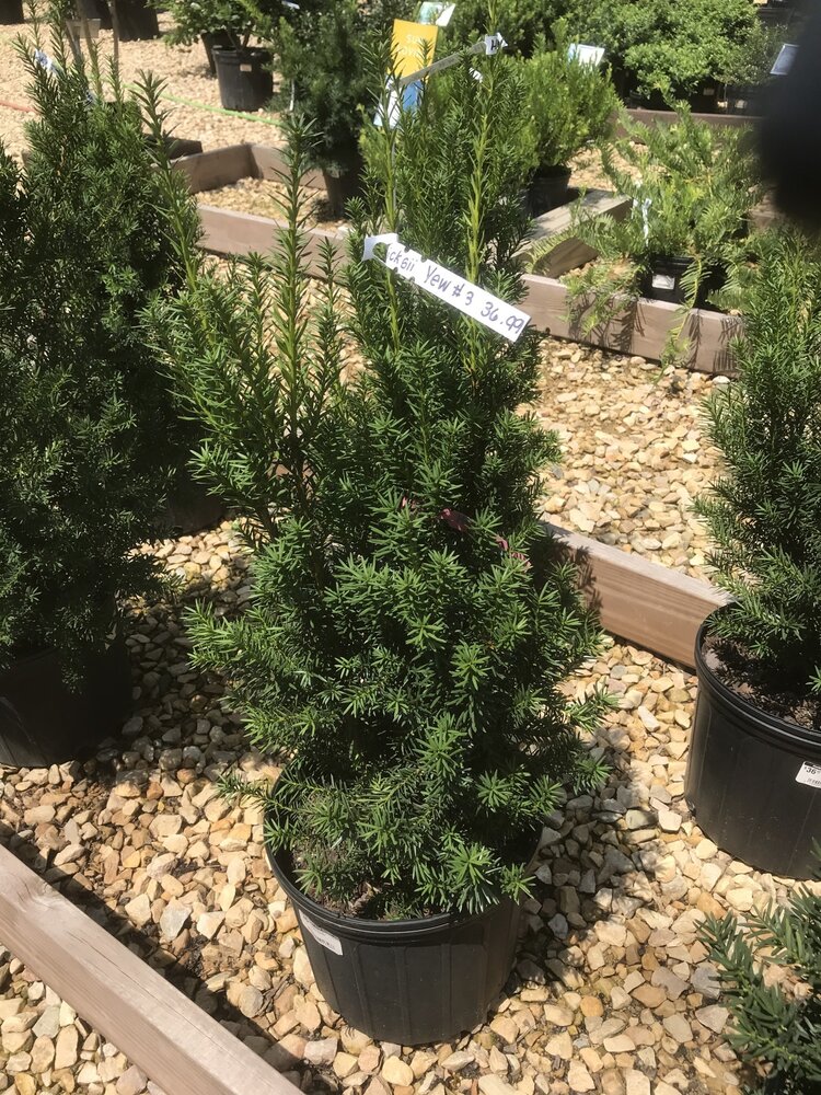 Hicks Yew