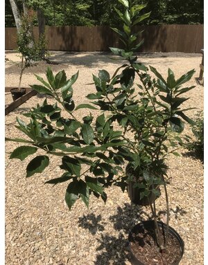 Ilex verticillata 'Winter Red' 5G NATIVE